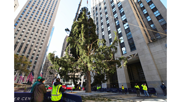 2020 Christmas Tree Delivered To Rockefeller Center For Holiday Season