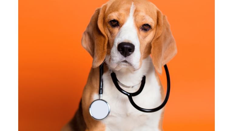Dog doctor