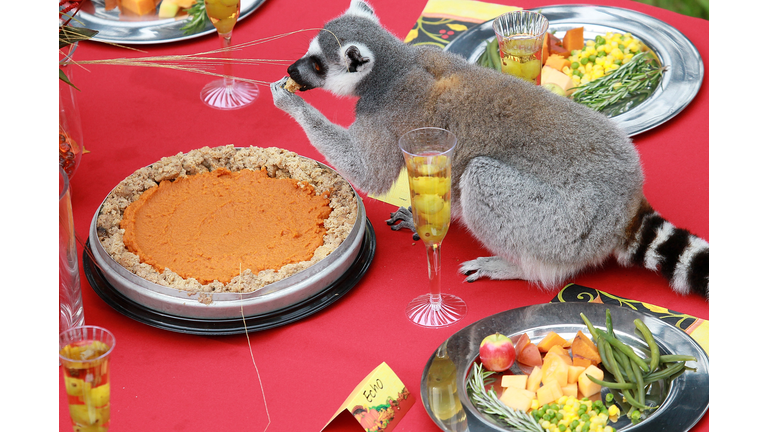 Lemurs Enjoy Thanksgiving Feast At San Francisco Zoo