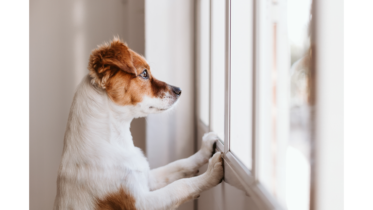 cute small dog standing on two legs and looking away by the window searching or waiting for his owner. Pets indoors