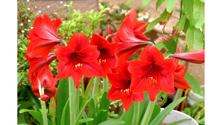 Hippeastrum / Amaryllis Flower