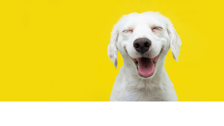 Happy puppy dog smiling on isolated yellow background.