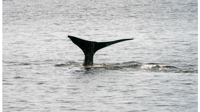 US-WILDLIFE-MARINE-RIGHT_WHALE