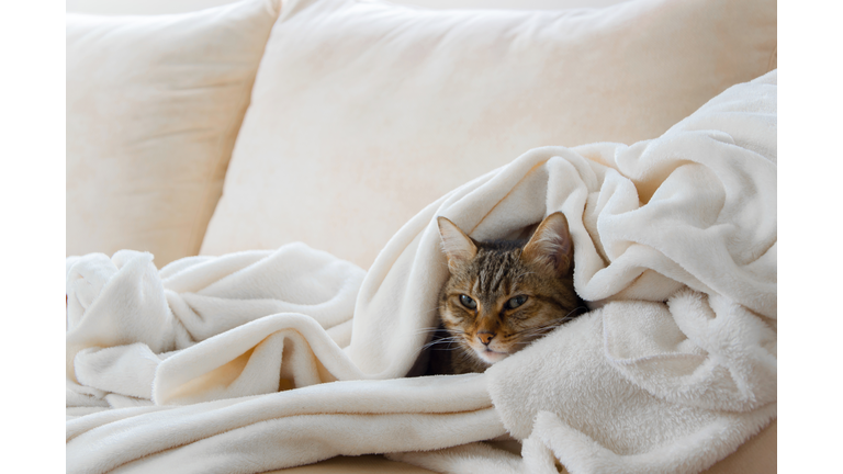 Beautiful european cat is relaxing in the soft white blanket on a sofa
