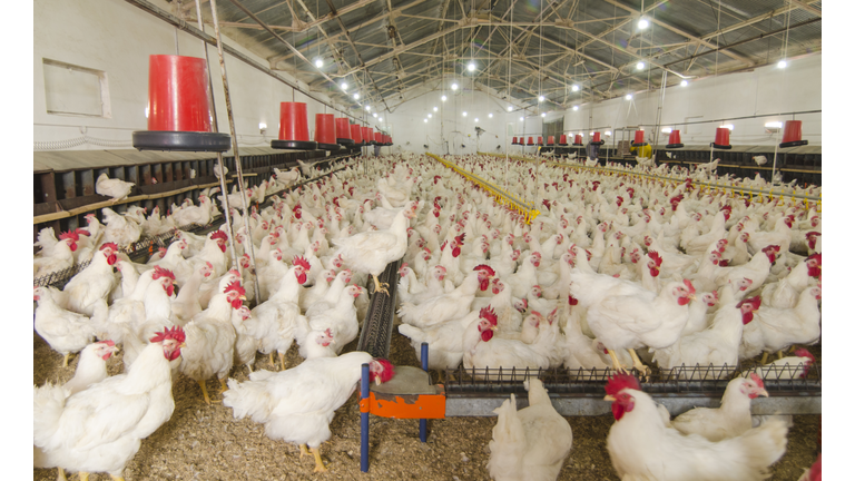 Interior of chicken farm with several chickens