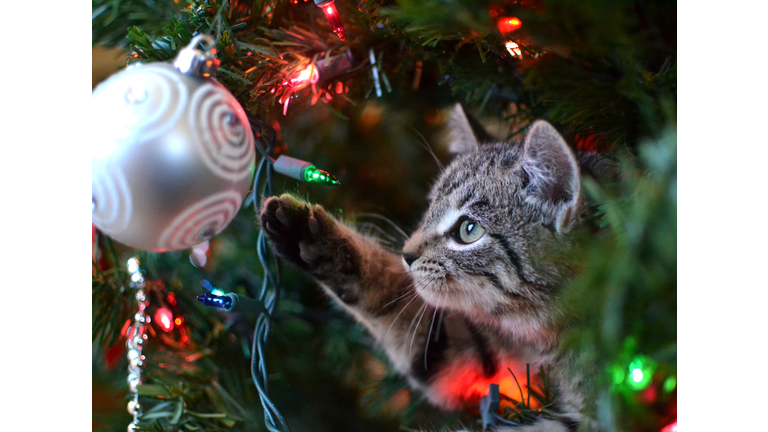 Cat in Christmas Tree