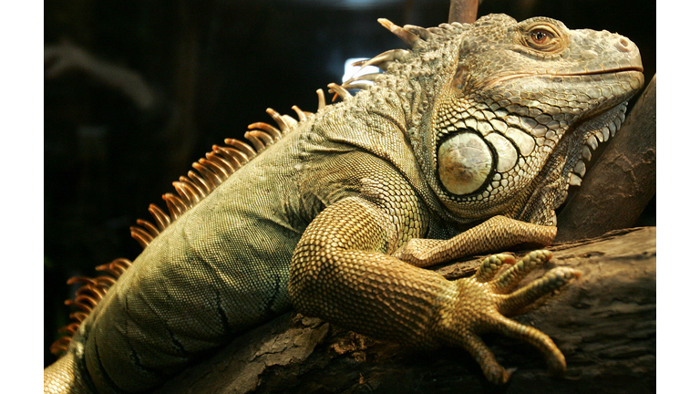 A live green iguana sits on a tree branch