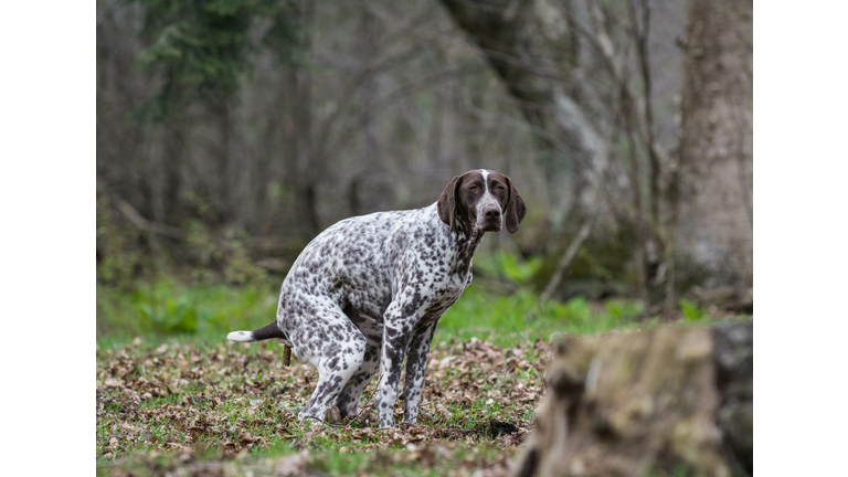 dog pooping