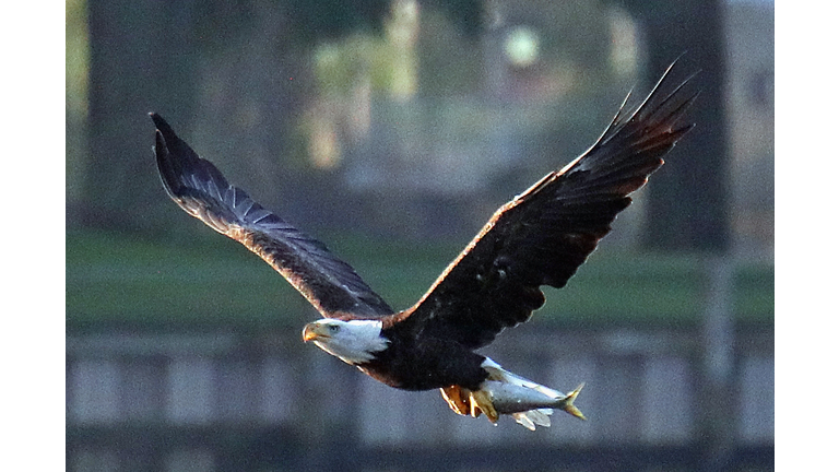 Wildlife on Long Island