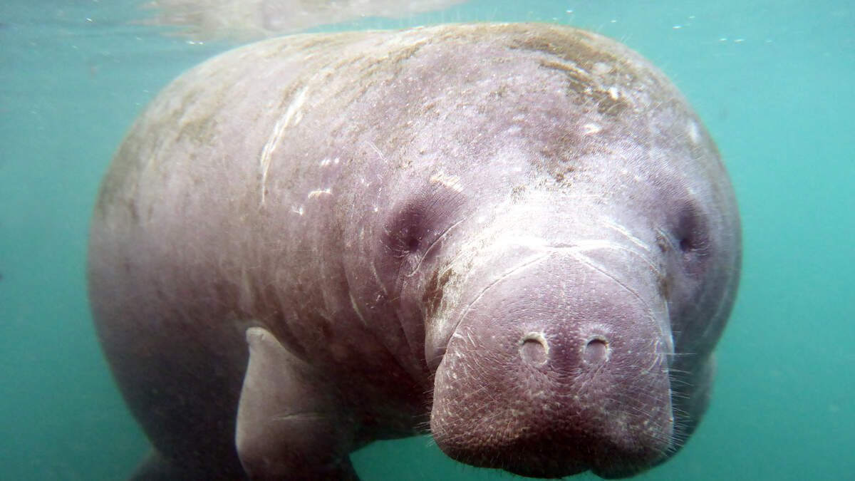 Mote Marine manatees make Super Bowl LVI prediction