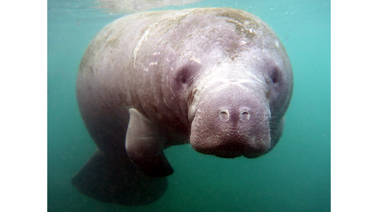 Young manatee portarit