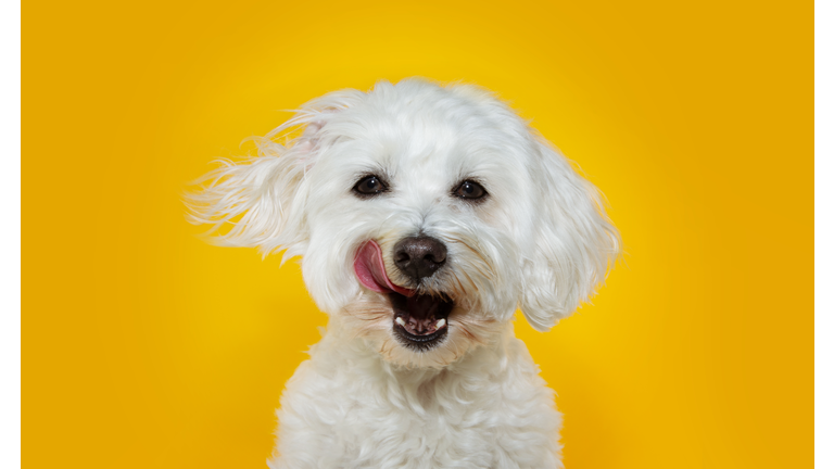 Funny dog linking its lips with tongue out. Isolated on yellow background.