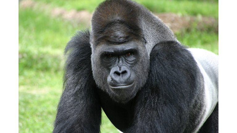 Close-Up Portrait Of Gorilla On Field