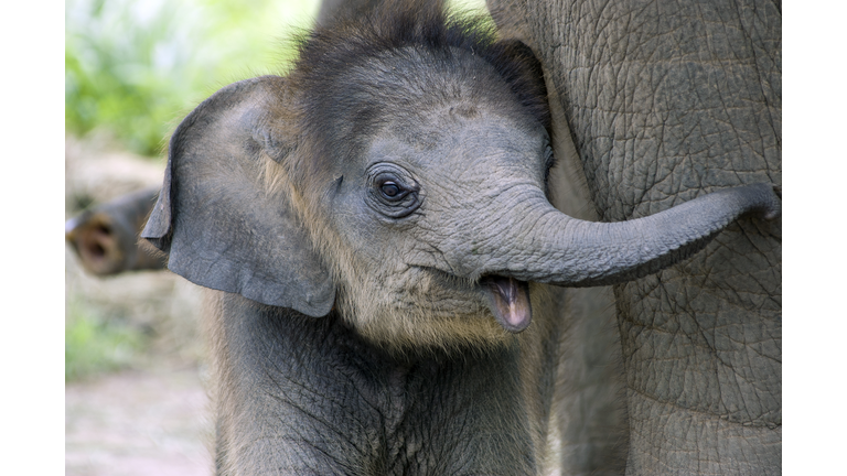 Baby elephant