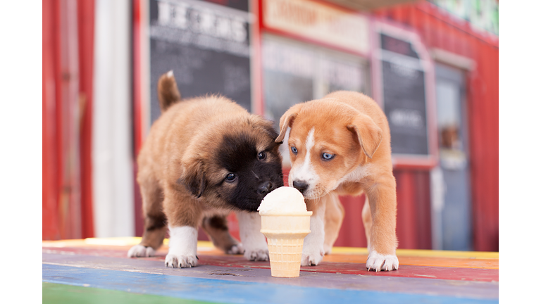 Two Puppies Share an Ice Cream Cone