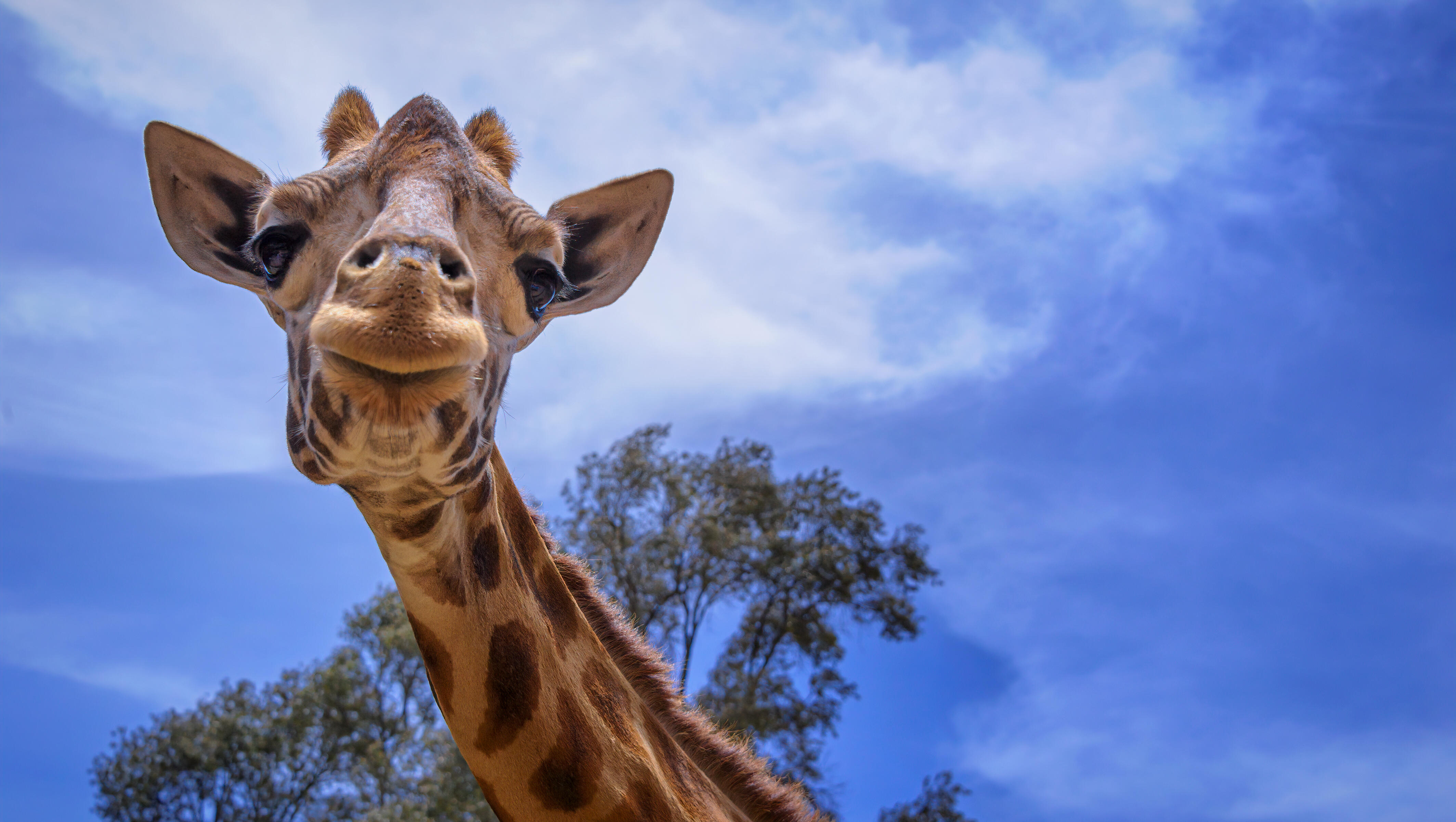 Toddler Grabbed, Picked Up by Giraffe at Drive-Thru Safari Park