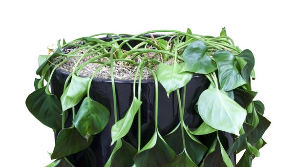 Are You A House Plant Killer?