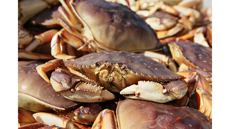 California's Dungeness Crab Seasons Starts