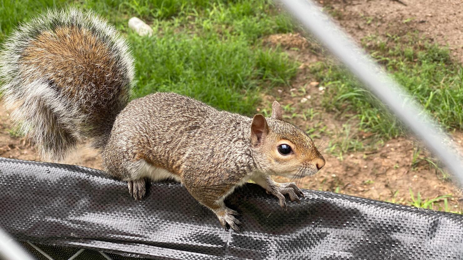 US-ANIMAL-SQUIRREL