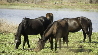 Wild Horse Sanctuary