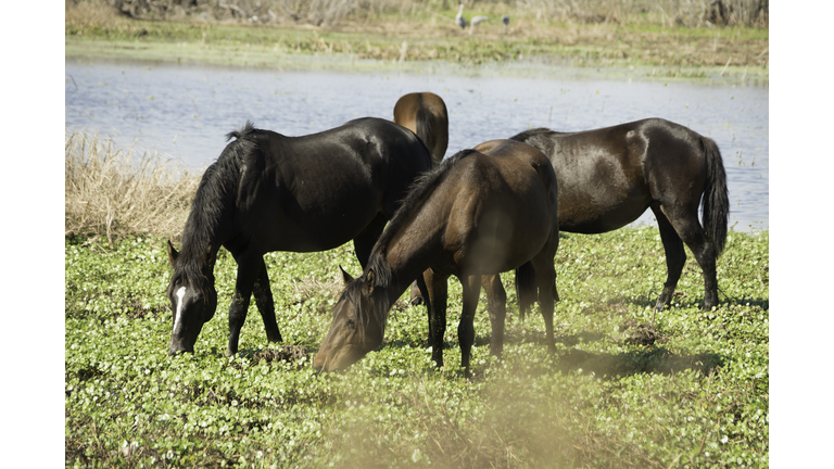 Wild Horse Sanctuary