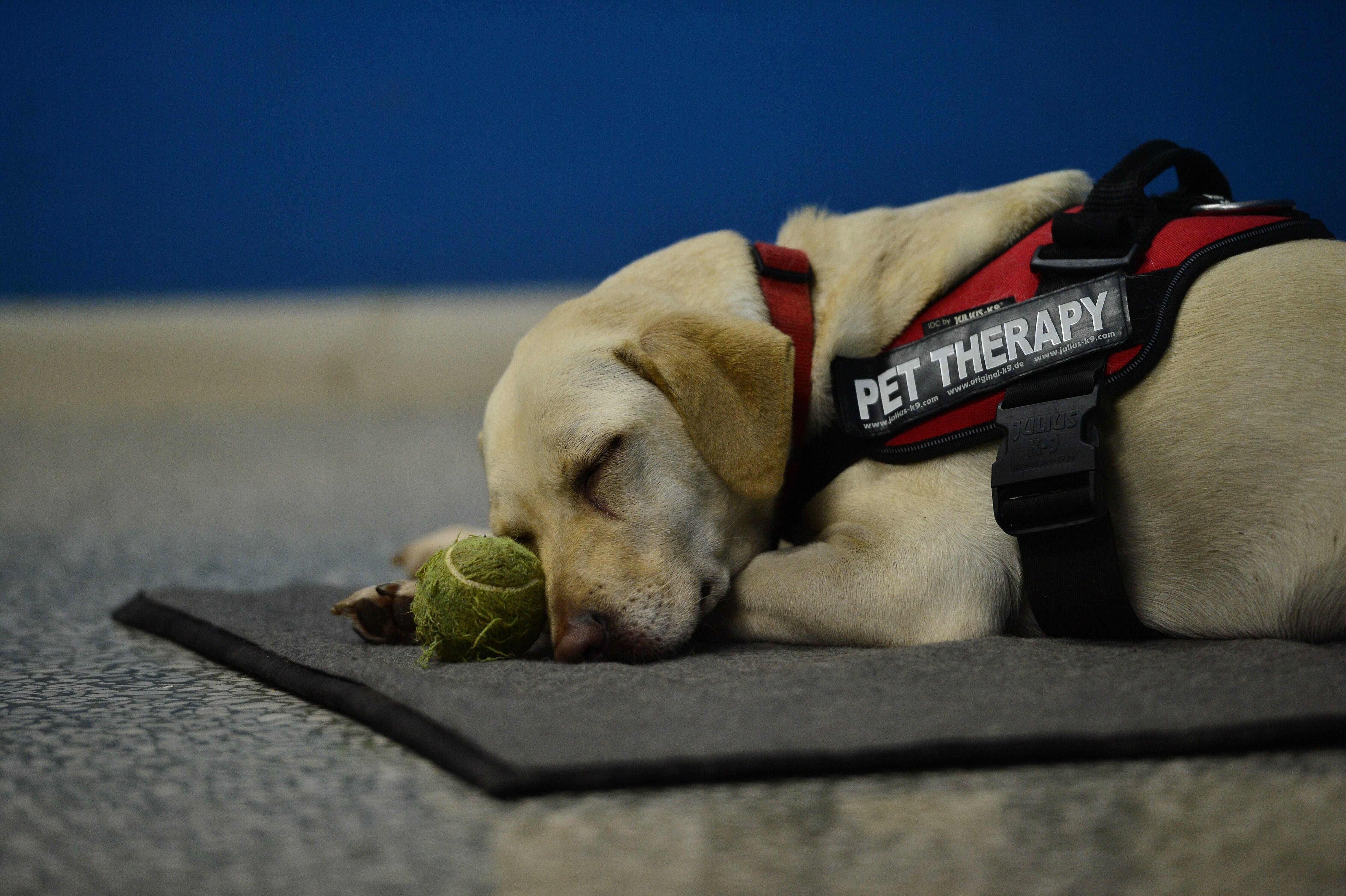 Southwest Airlines Grounds Emotional Support Animals iHeart