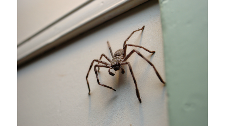 Huntsman Spider