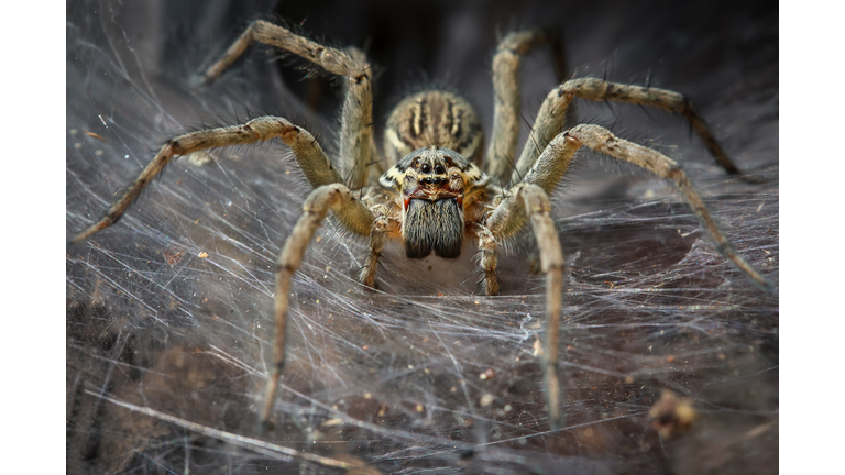 Funnel Spider Macro