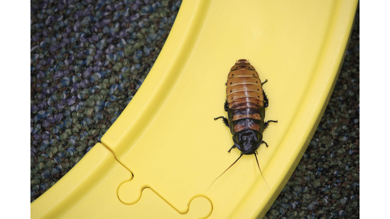 Kentucky Teacher Holds Her Annual "Run For The Roaches" Race For Remote Class