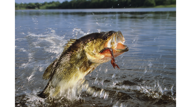 Largemouth Bass