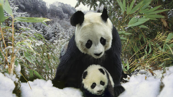 MUST SEE: 🐼 Panda Love: Mama & Cub Reunite! 🤗🐾