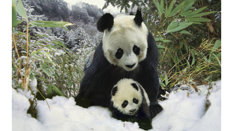Mother panda and cub (Ailuropodinae melonoleuca), winter