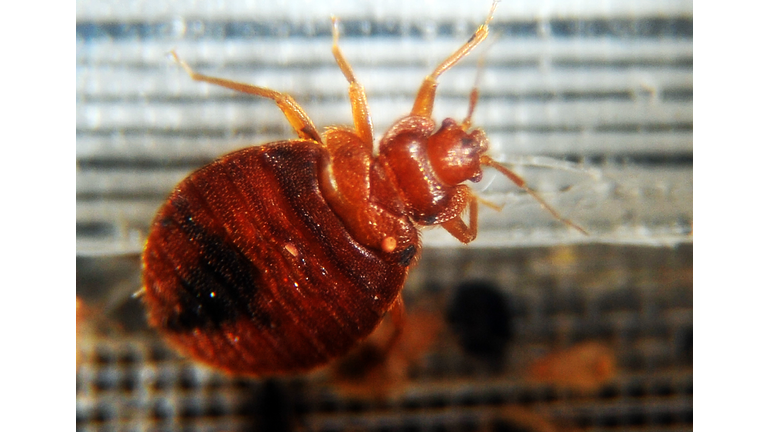 Bed bugs crawl around in a container on