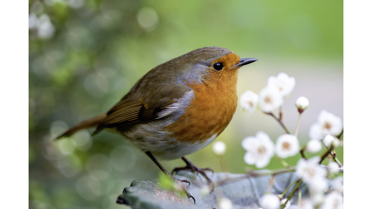 Close-up image of a European robin, known simply as the robin or robin redbreast in the British Isles