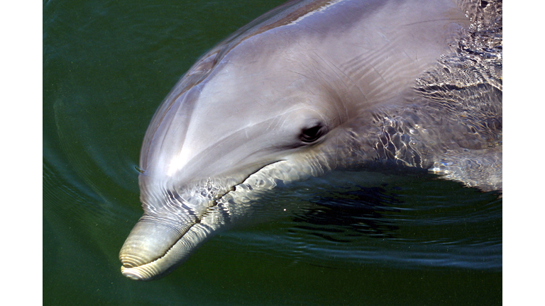 Dolphins Plus Marine Mammal Research and Education Center