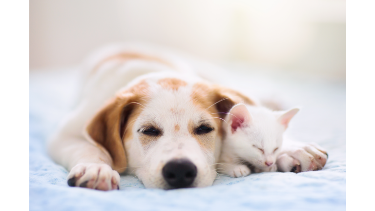 Cat and dog sleeping. Puppy and kitten sleep.