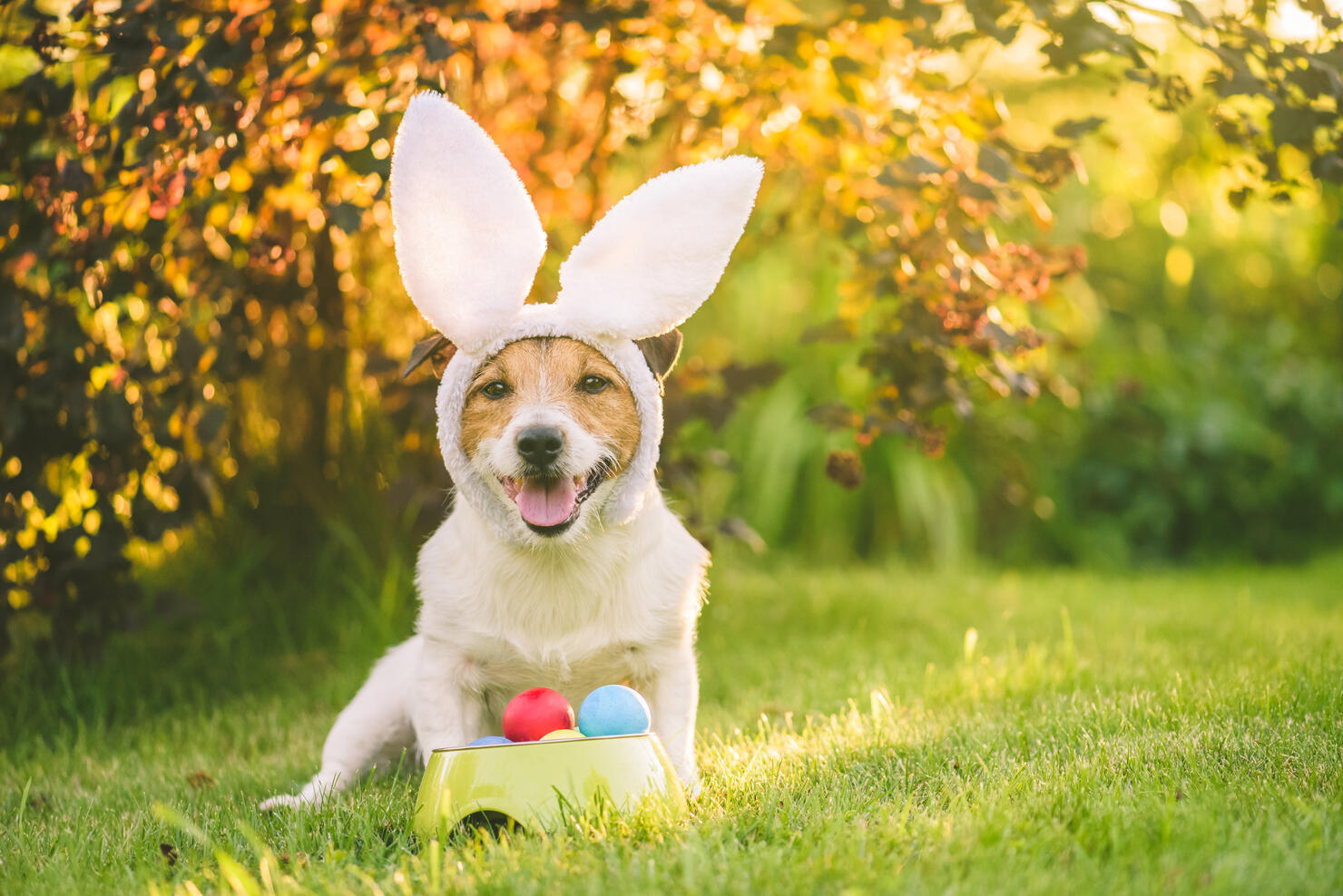 Dog dressed up with bunny ears costume for Easter celebration sitting with bawl of colorful painted eggs at sunny lawn