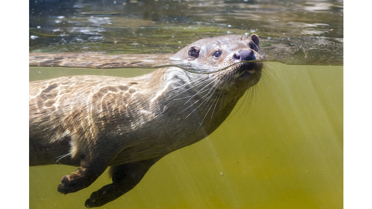 Swimming otter (Lutra lutra)