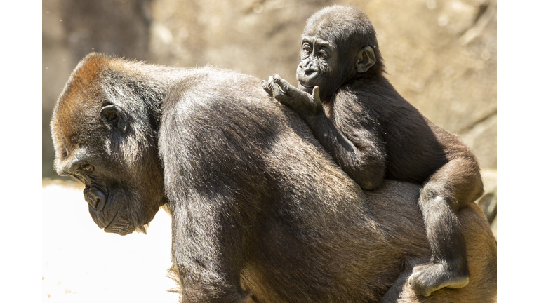 Animals At Taronga Zoo