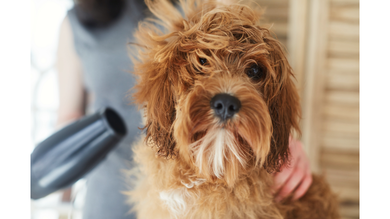 Woman grooming her pet dog