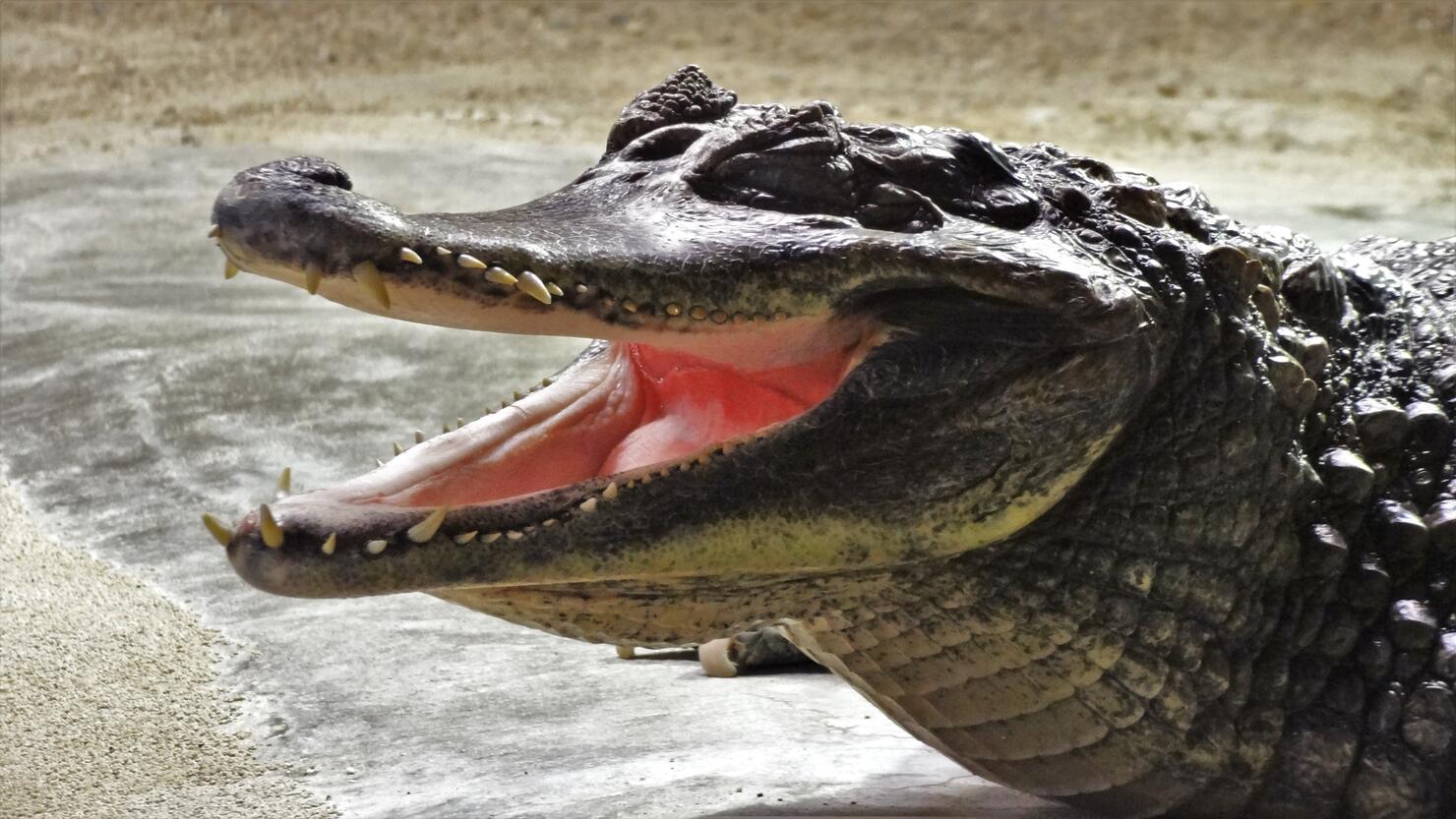 Close-Up Of Crocodile On Shore