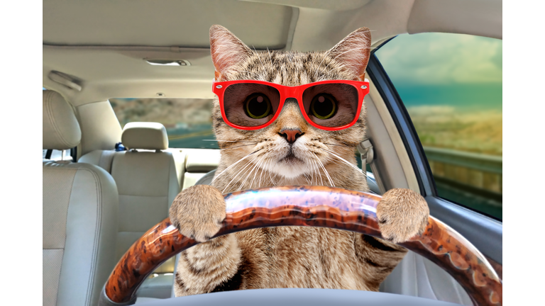 Portrait of a cat with sunglasses driving a car