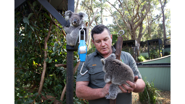 NSW Works To Save The Koala As Bushfires, Habitat Loss And Disease Threaten Future Of Australia's Iconic Animal