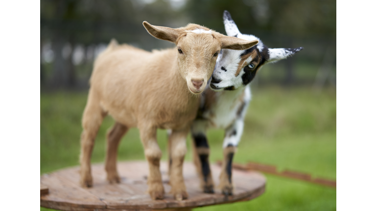 Goat Cuddles