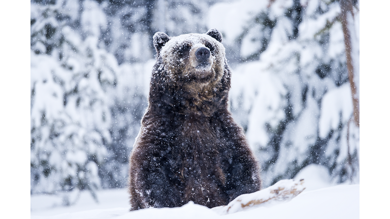 Grizzly Bear in snow