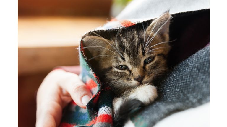 Small tabby mixed breed kitten under gray and red wool plaid. Pets care and adoption concept. Close up, selective focus.