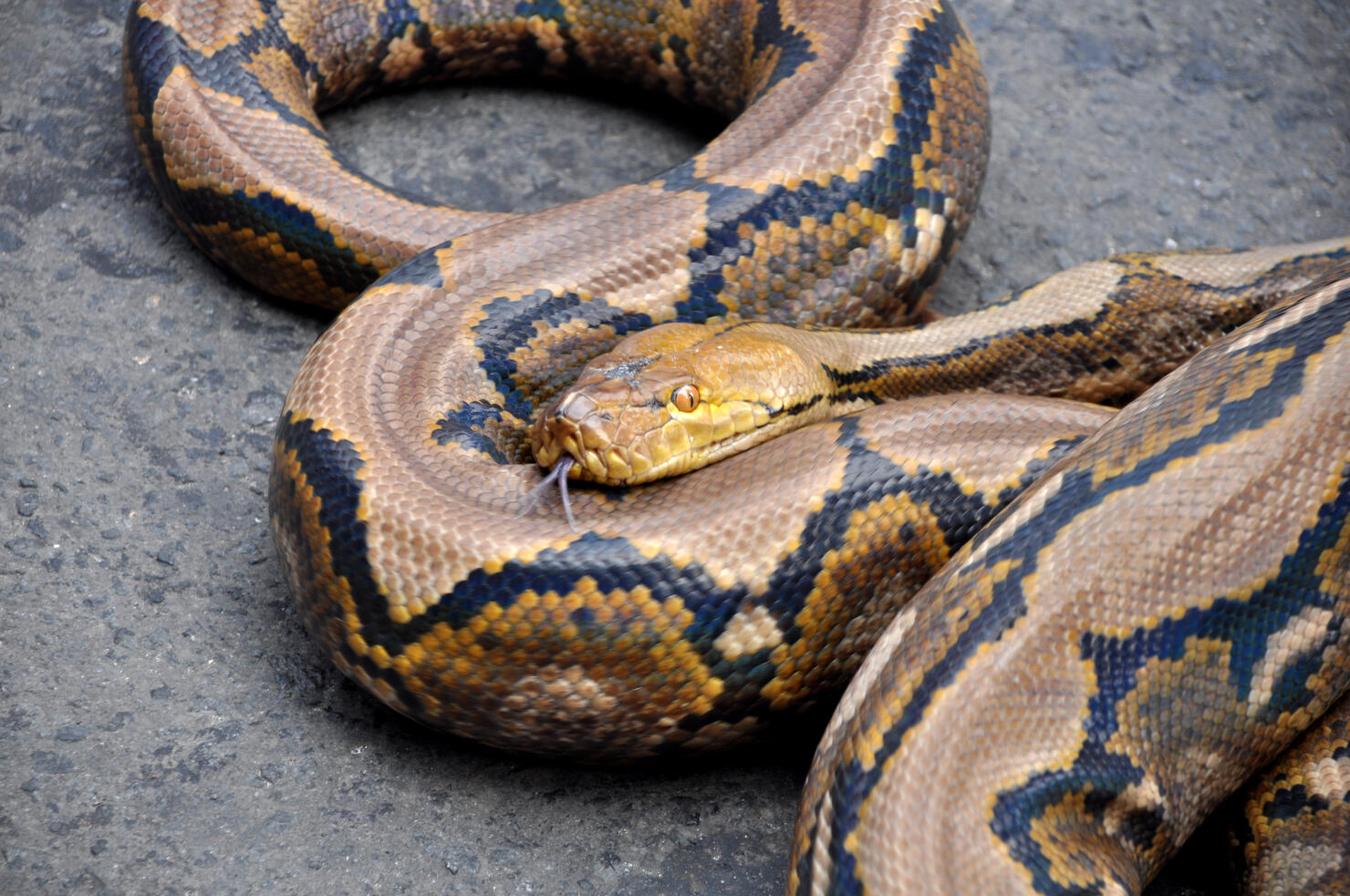 Close-Up Of Python On Field