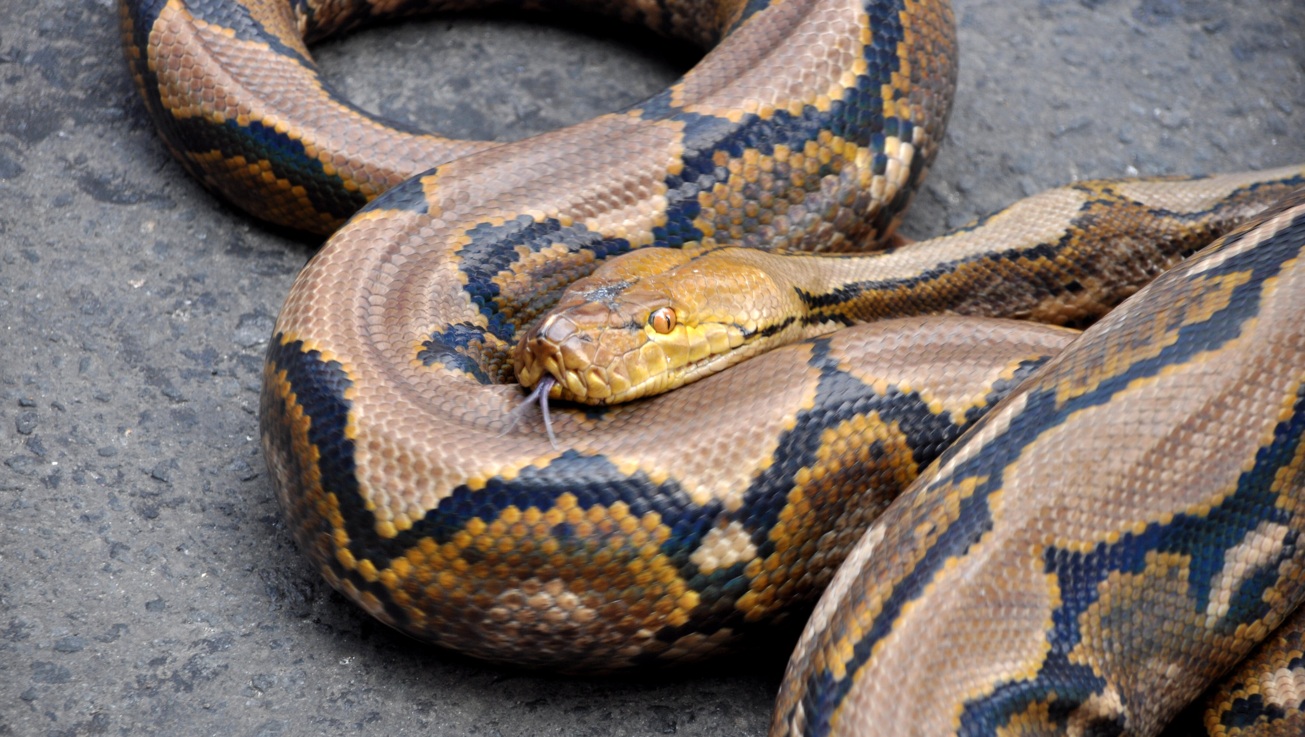 Massive Snake Found Lounging on Top of a Dumpster