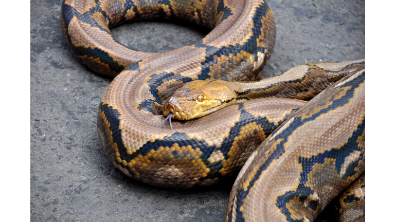 Close-Up Of Python On Field