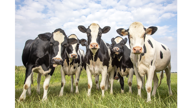 Group of cows together gathering in a field, happy and joyful and a blue cloudy sky.